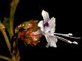 Lesser Kurinji
